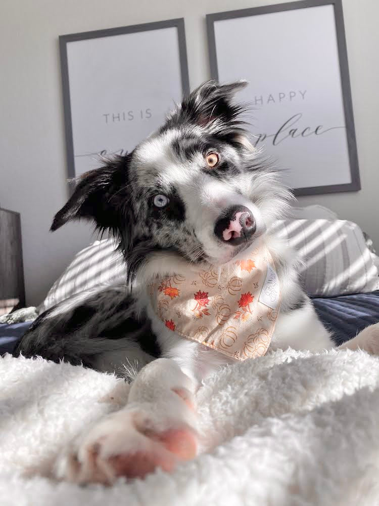 Orange You Pawfect