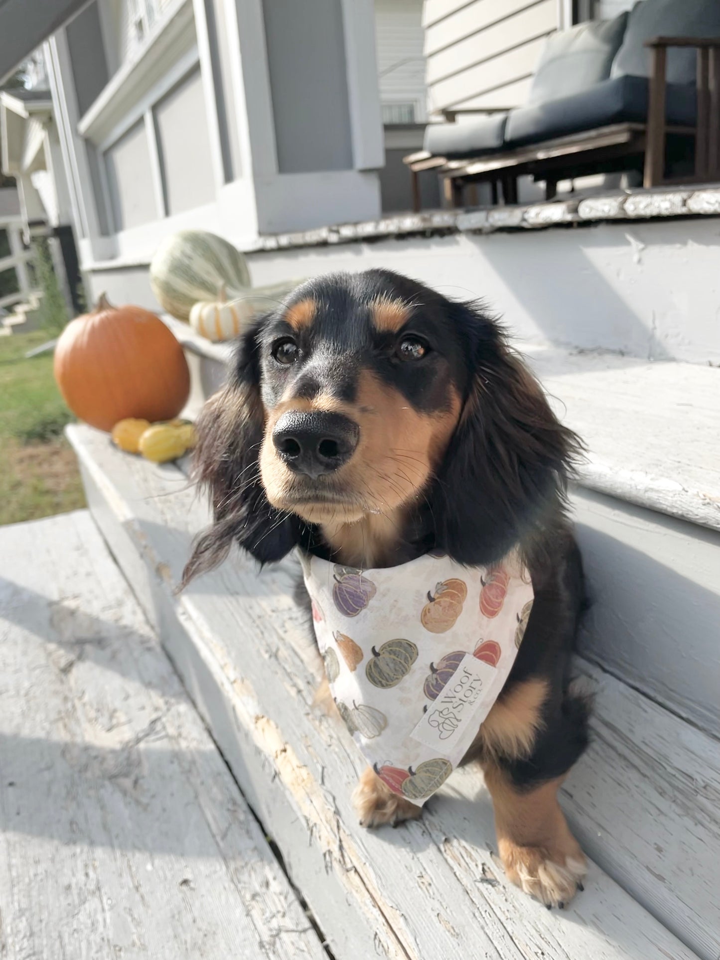 Pupkin Patch